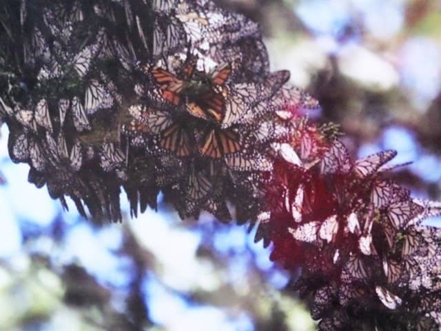 Eucalyptus and Pine Groves