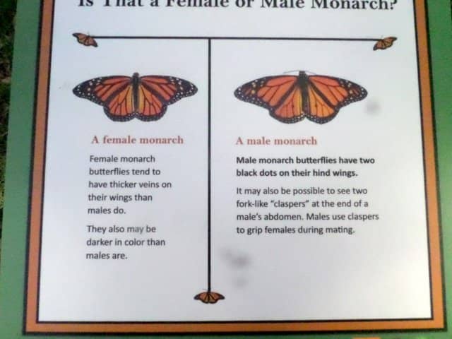 Serene Walking Paths