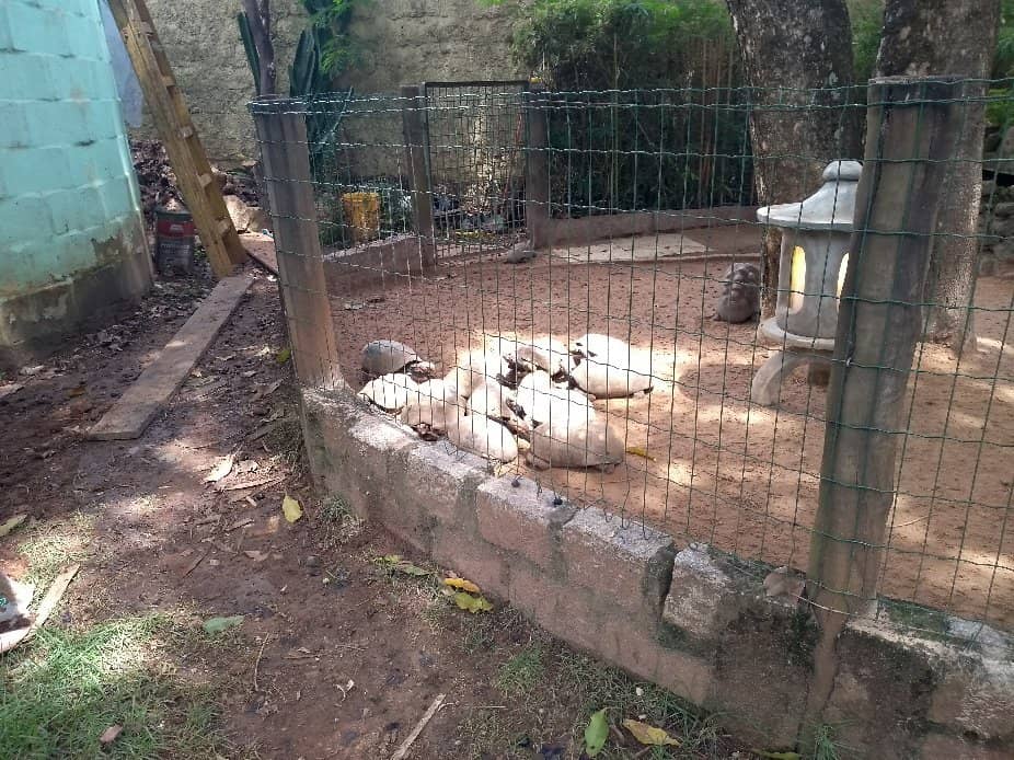 Aviary & Reptile House