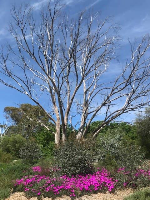 Scenic Walking Tracks