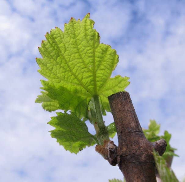 Smooth & Balanced Wine Tasting