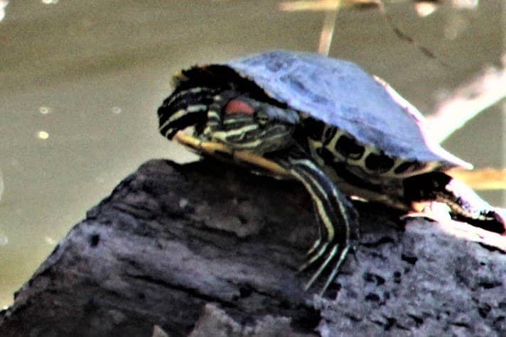 Diverse Flora and Fauna