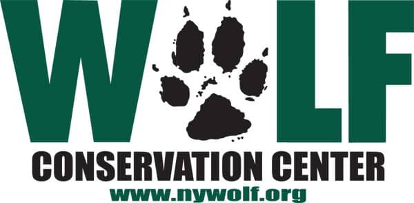 Up-Close Wolf Viewing