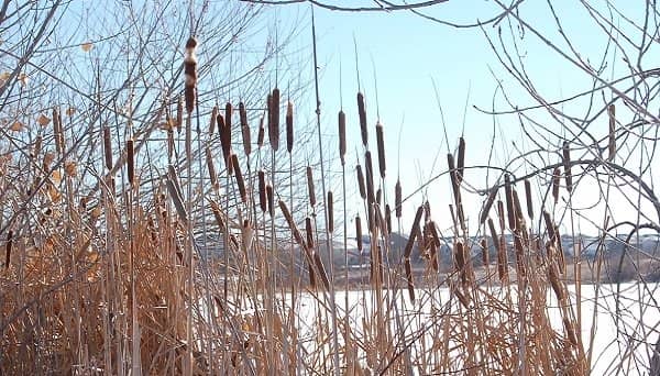Peaceful Fishing Spot