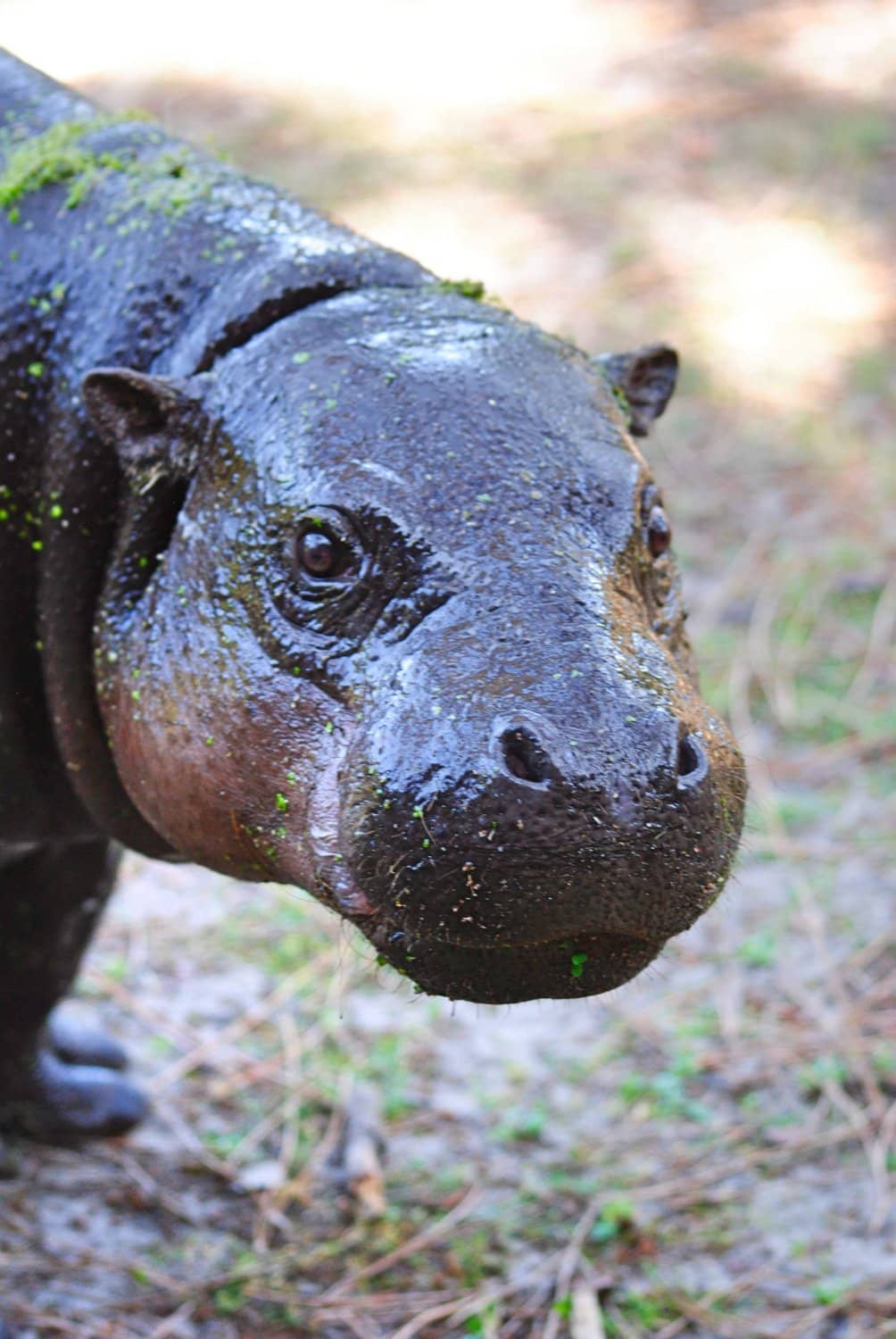 Safari Tour Experience