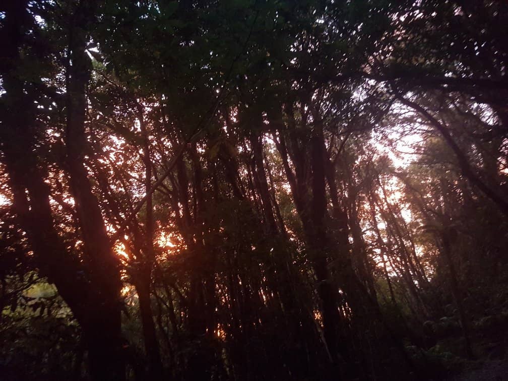 Lush Greenery