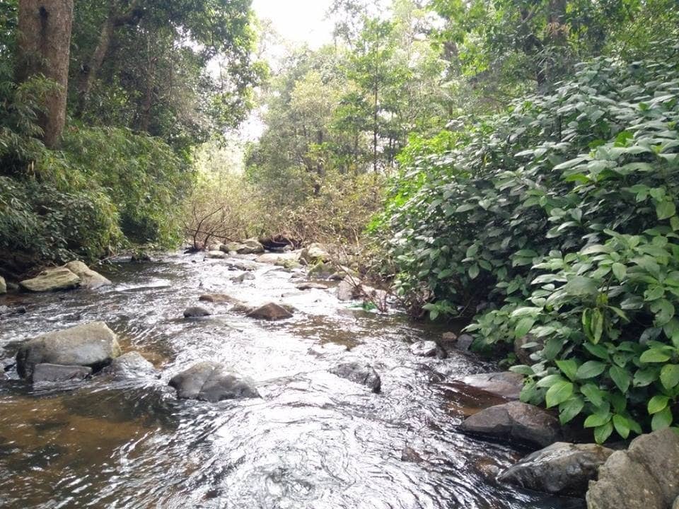 Jungle Trek to the Falls