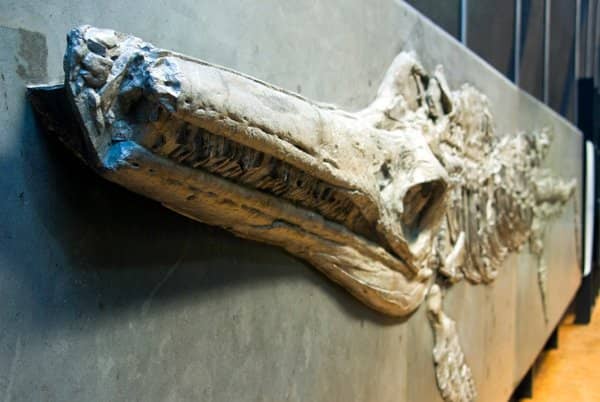 Mammoth Fossil