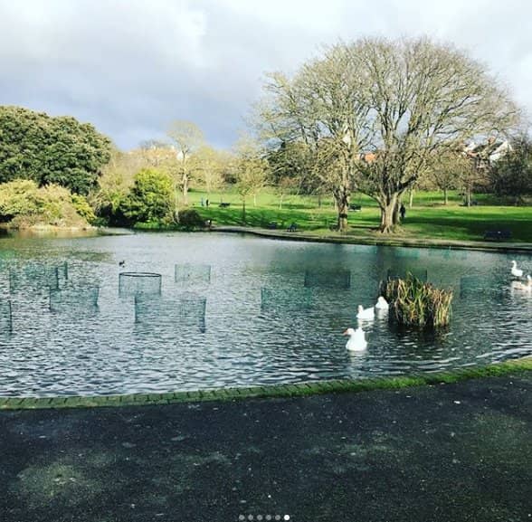 Squirrel & Bird Feeding