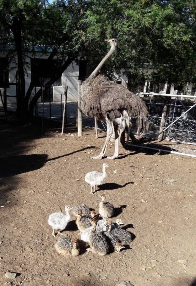 Ostrich Incubator Tours