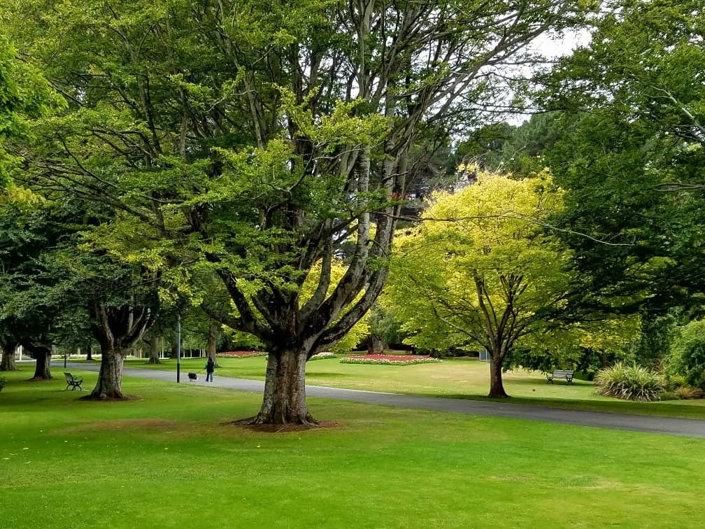 Ornamental Trees & Shrubs
