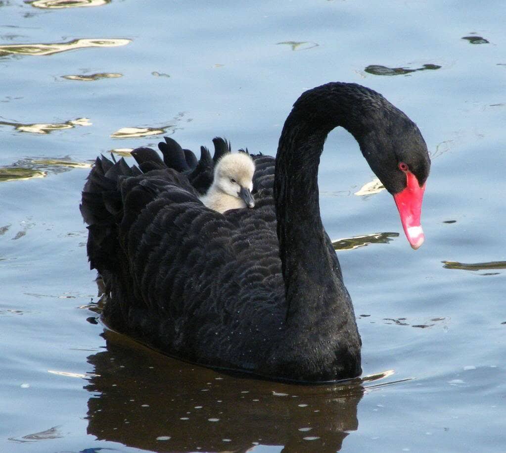 The Bunny Haven