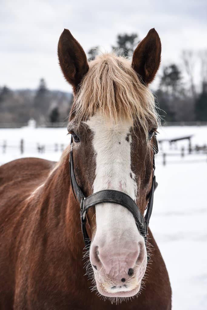 Meet the Farm Animals
