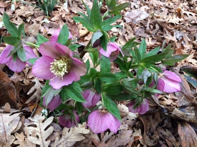 The Water Bearer Statue