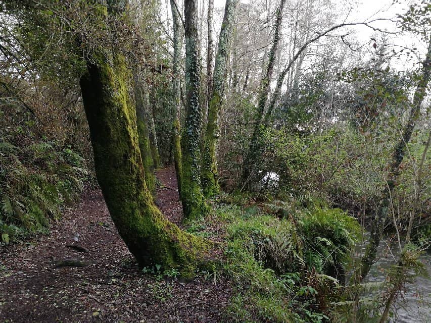 The Elevated Walkway