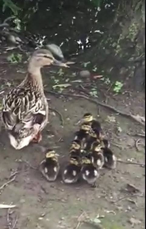 Friendly Resident Geese