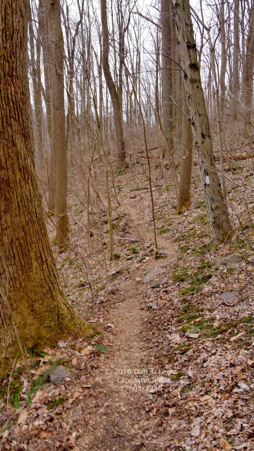Magical Forest Trails
