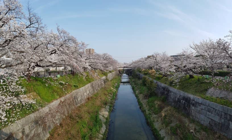 2km of Lined Sakura Trees
