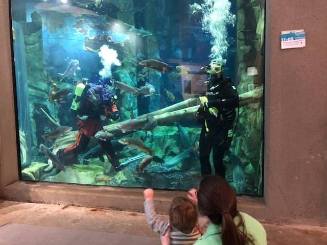 Electric Eel