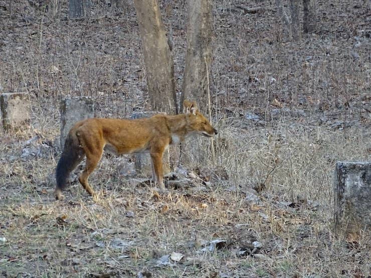Diverse Wildlife