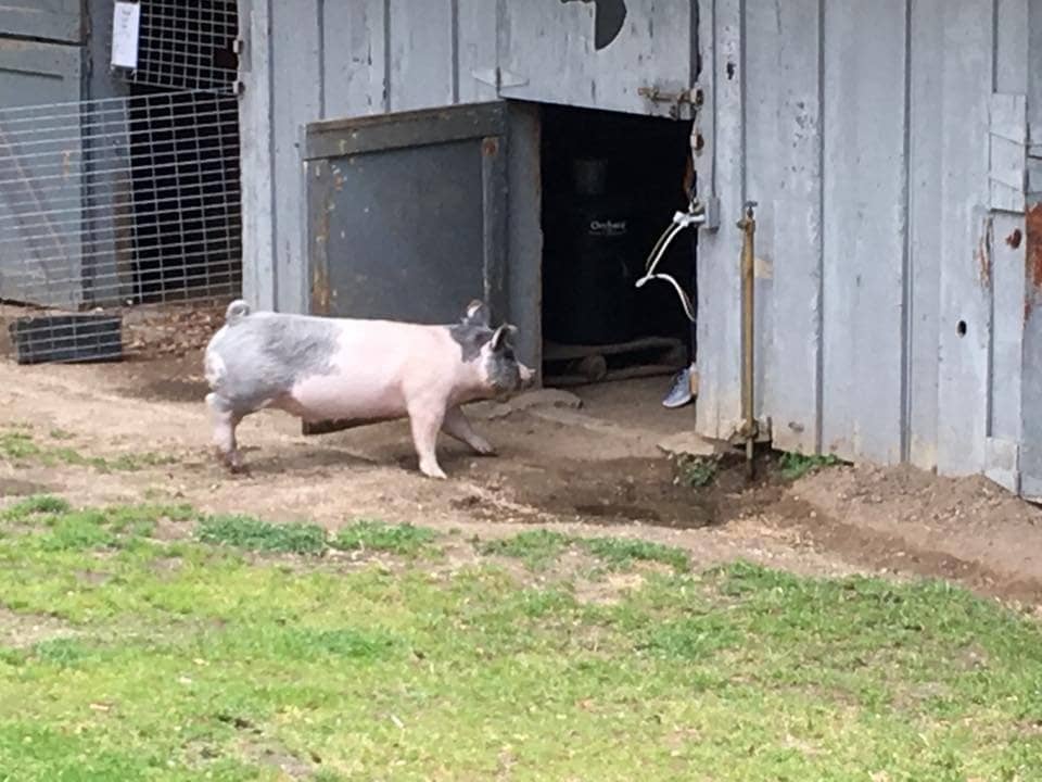 Rebels and Renegades