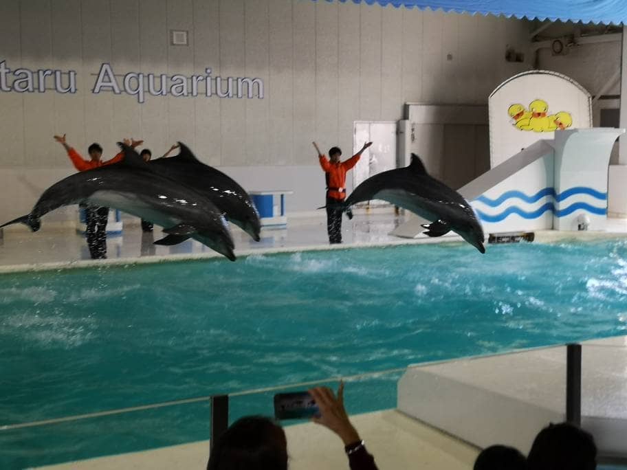 Marine Mammal Shows