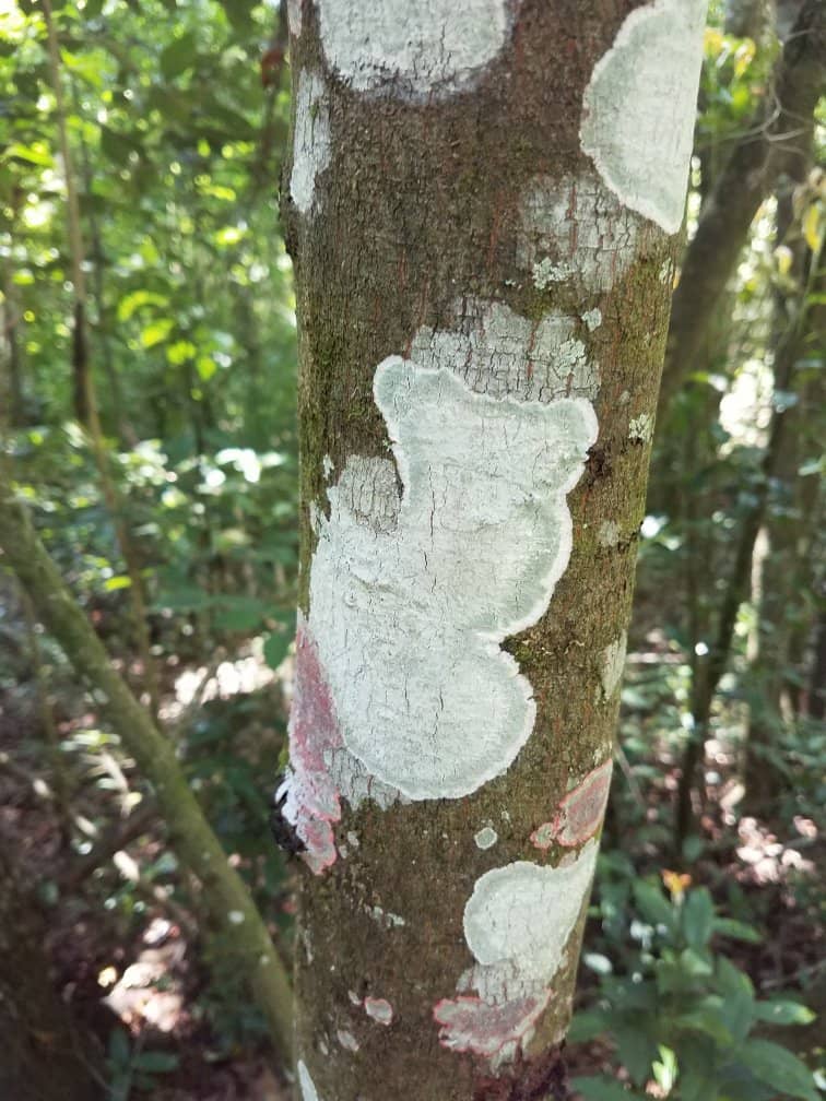 Hogtown Creek Trails