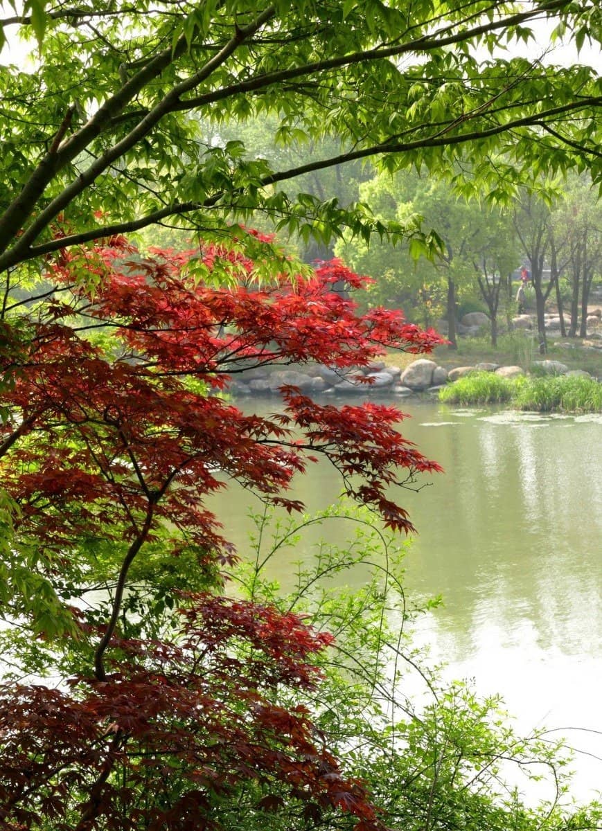 Clean Air & Greenery