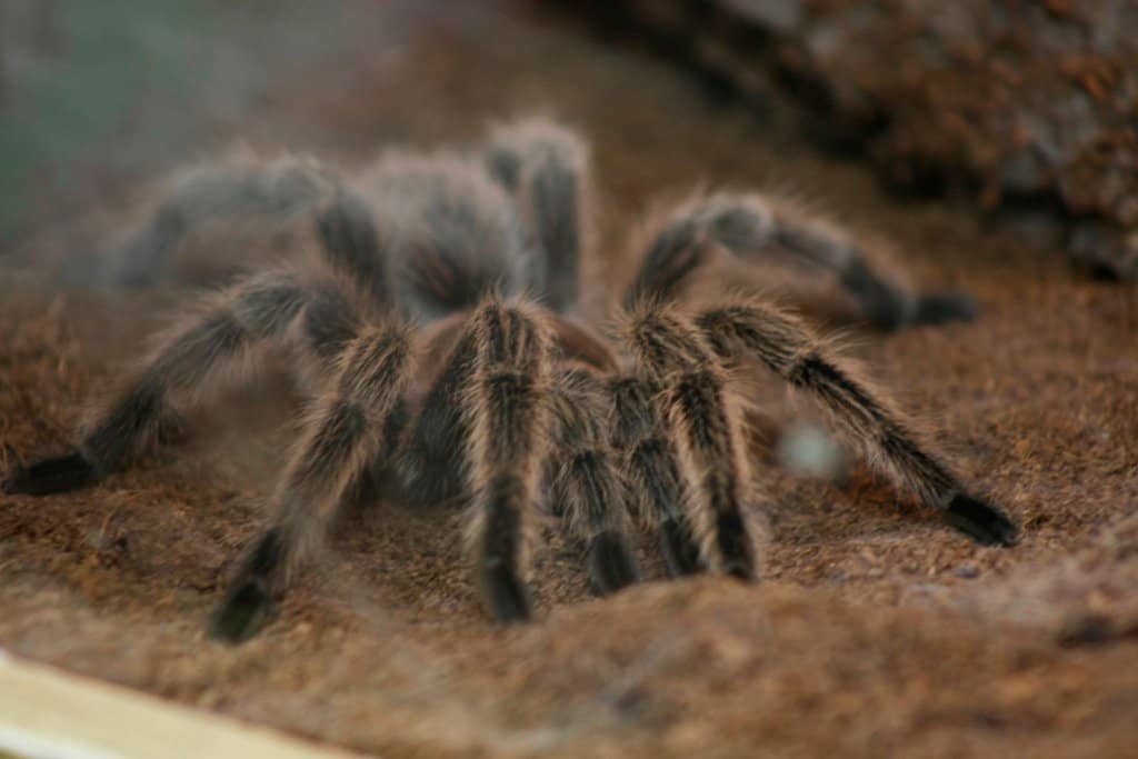 Victorian Pantry Cafe