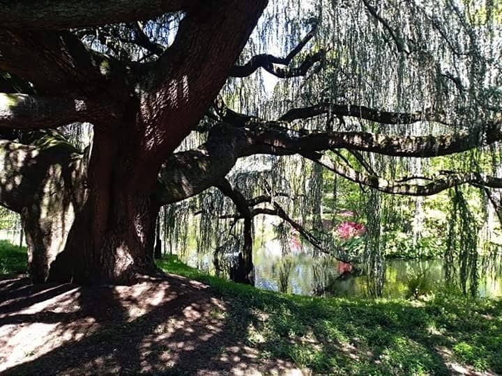 Magical Fairy Tale Ambiance