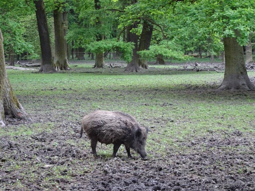 Wild Boar Encounters