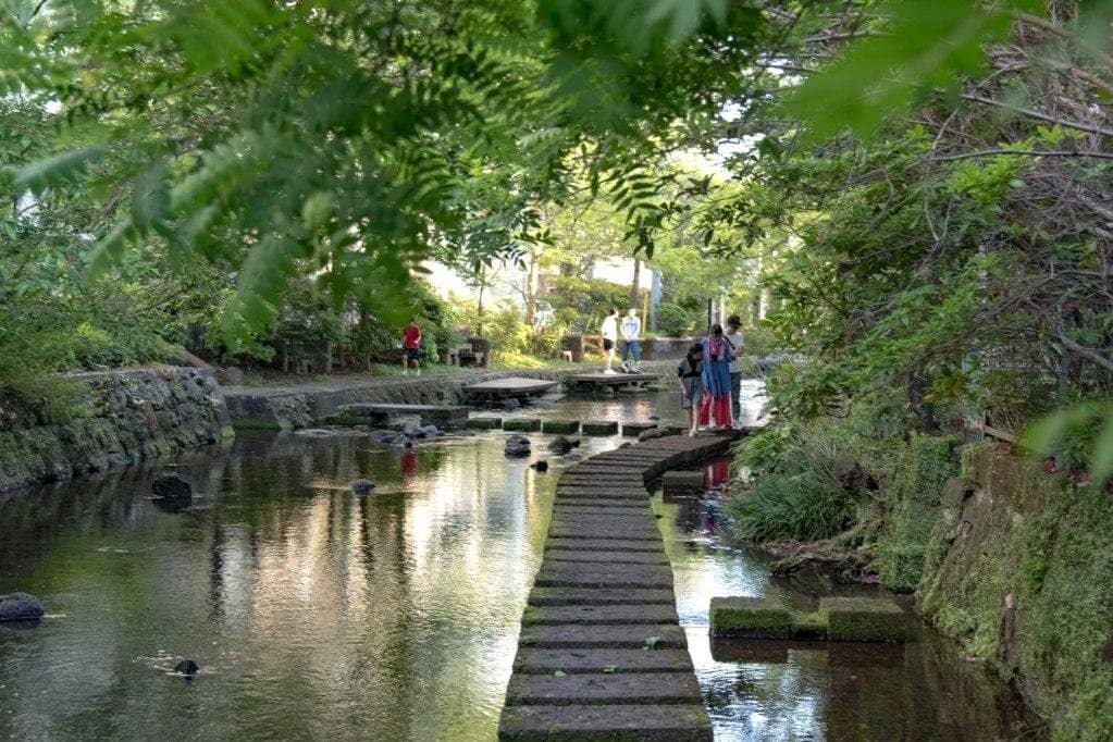 Shaded Riverside Stroll