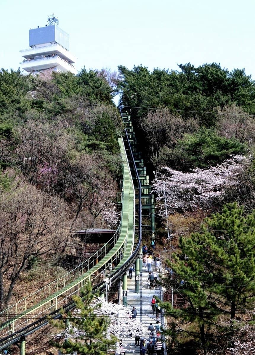 Cherry Blossom Spectacle