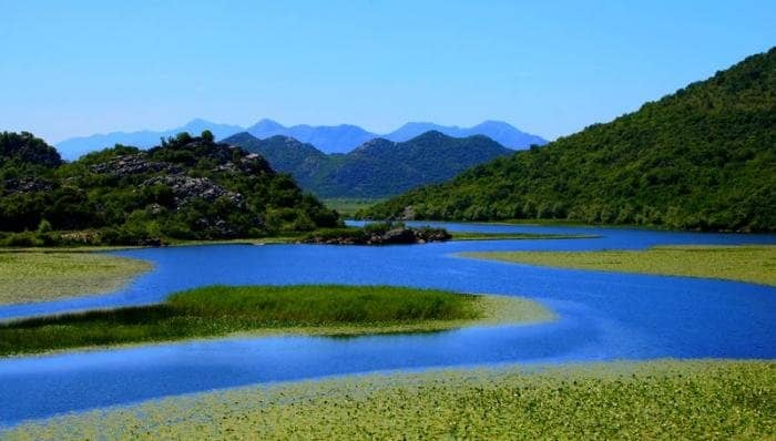 Water Lily Carpets