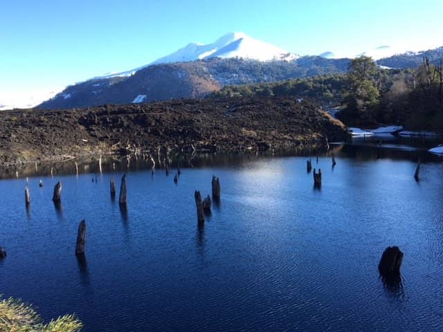 Araucaria Forests