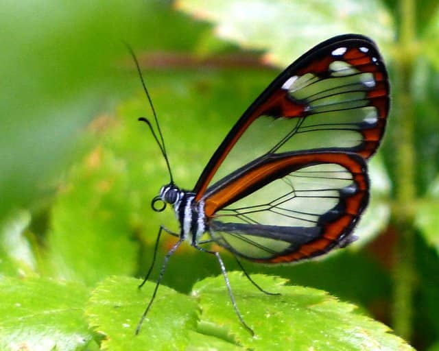 Crystal Clear River Waters