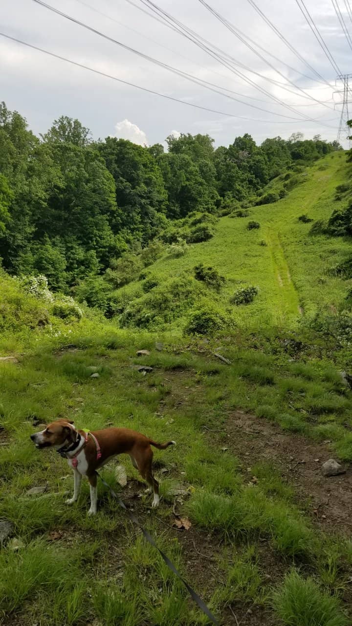 Mountain Biking Trails