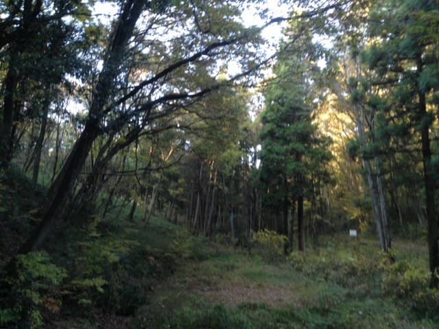 Nature's Symphony