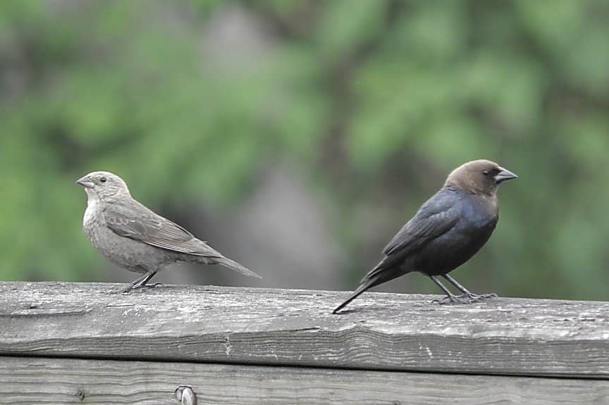 Paved Walking Trails
