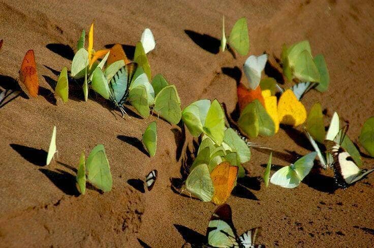 Lush River Valley Scenery