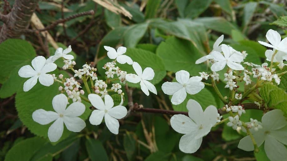 Magoroku Onsen Rokuan