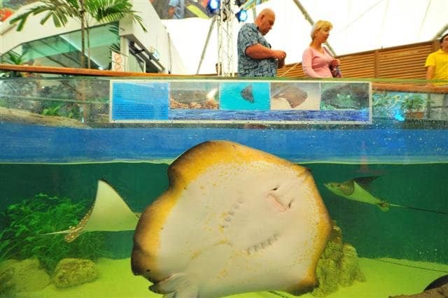 The Mesmerizing Underwater Tunnel