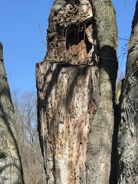 Scenic Walking Trails