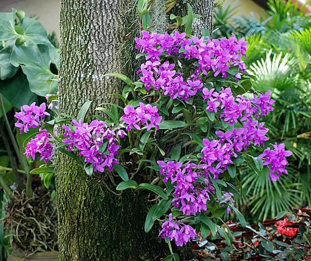 Tranquil Garden Ambiance