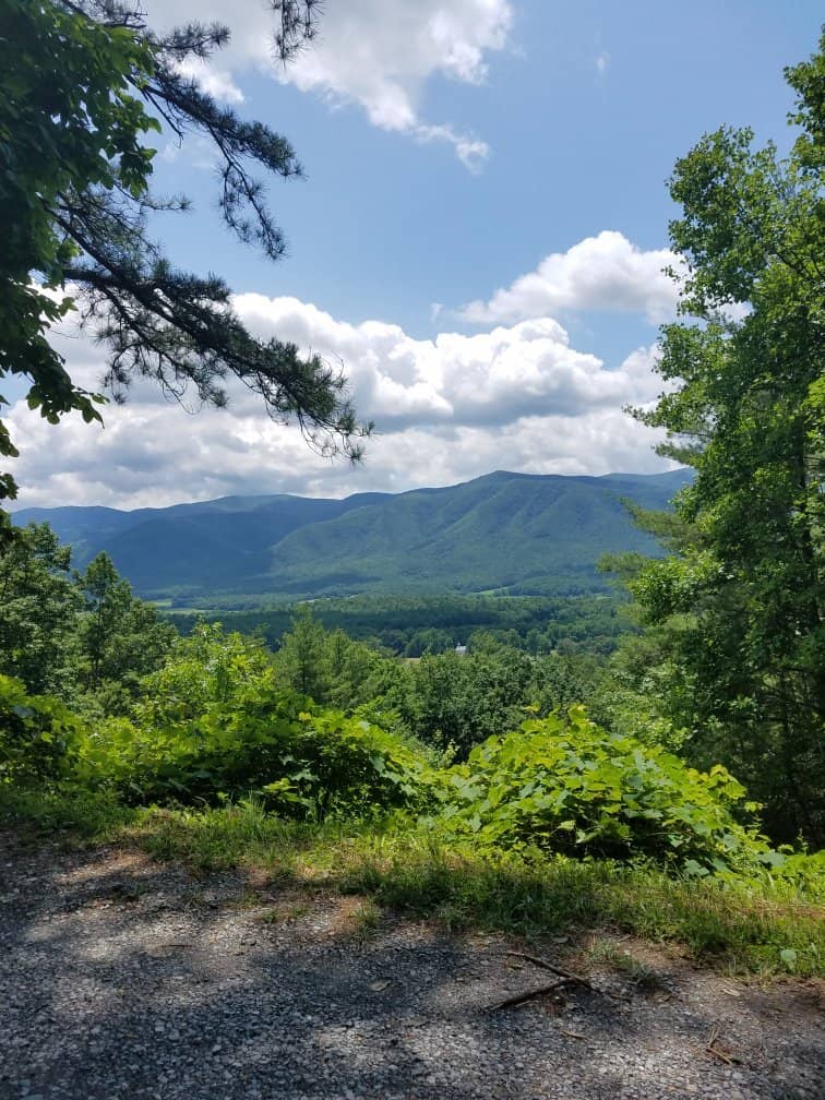 Forest Photography Opportunities