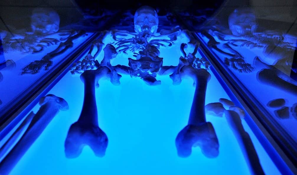 Interactive DNA & Archaeology Exhibits