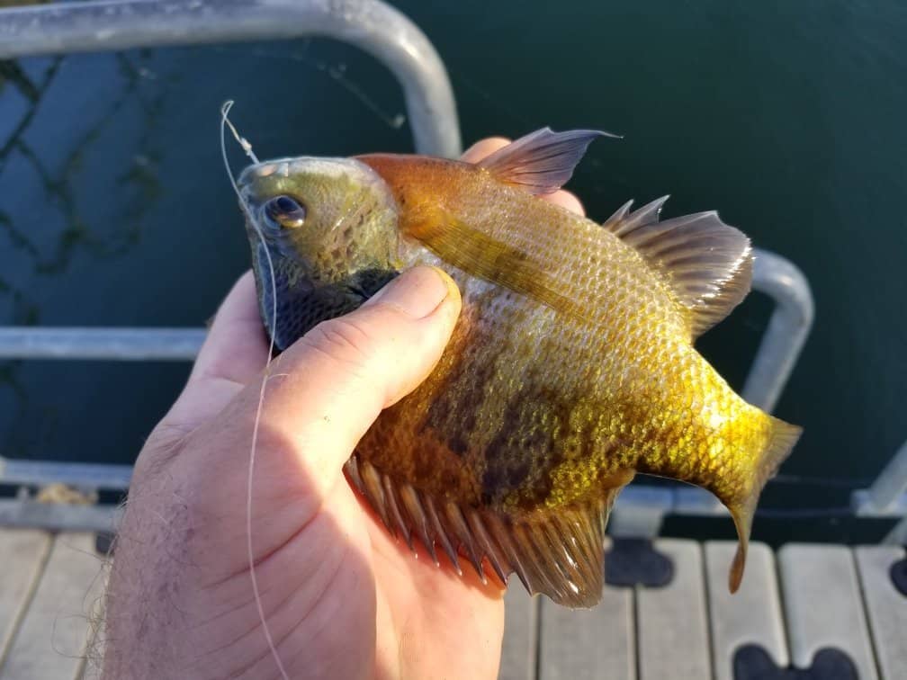 Shinnery Ridge Trail