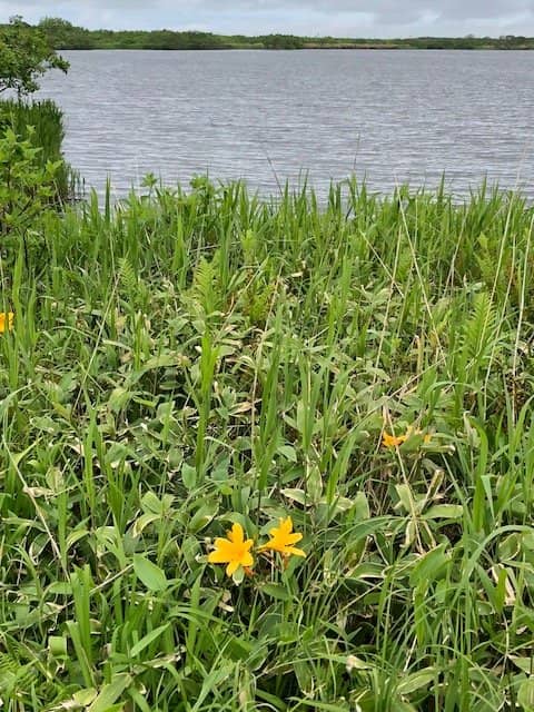 Scenic Dune Boardwalks