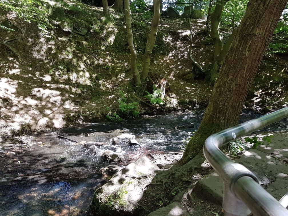 Wooded Trails