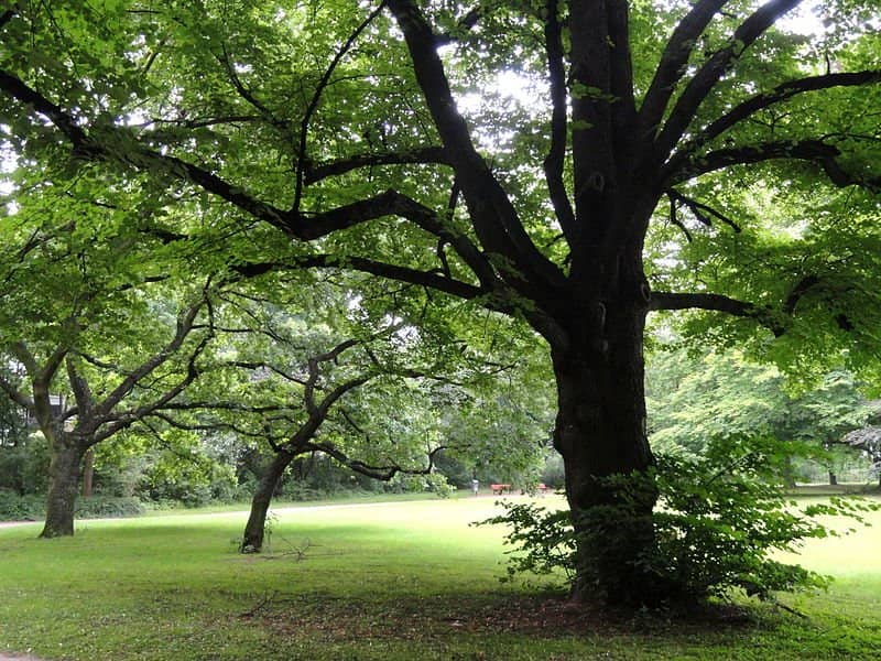 Sprawling Lawns and Mature Trees
